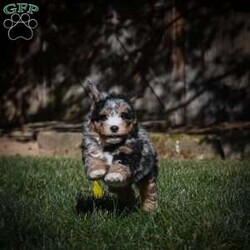 Cooper F1B/Mini Bernedoodle									Puppy/Male	/10 Weeks,Cooper is a healthy, happy mini Bernedoodle F1B looking for a forever home. He is family raised and very socialized also a smart teachable pup.To adopt Cooper call today!