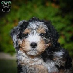 Cooper F1B/Mini Bernedoodle									Puppy/Male	/10 Weeks,Cooper is a healthy, happy mini Bernedoodle F1B looking for a forever home. He is family raised and very socialized also a smart teachable pup.To adopt Cooper call today!