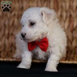 Bobby/Bichon Frise									Puppy/Male	/5 Weeks, is a happy, cuddly Bichon Frise puppy with a heart of gold. With her fluffy white coat and sparkling eyes, she’s a bundle of joy waiting to fill your days with love and laughter.