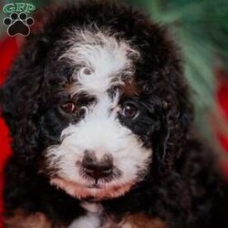 Barry/Mini Bernedoodle									Puppy/Male	/8 Weeks,Do you love Bernese Mountain dogs but struggle with the heavy shedding then take a look at this puppy. With their poodle hair but Bernese happy personality they are sure to please.