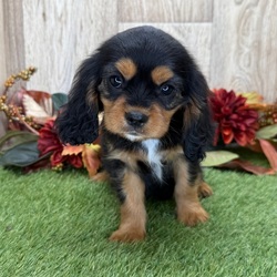 Ed/Cavalier King Charles Spaniel/Male/11 weeks