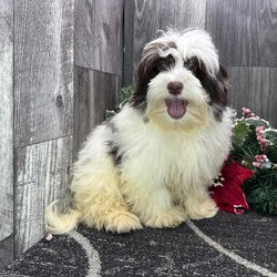 Hudson/Havanese/Male/21 weeks