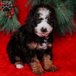 Barry/Mini Bernedoodle									Puppy/Male	/8 Weeks,Do you love Bernese Mountain dogs but struggle with the heavy shedding then take a look at this puppy. With their poodle hair but Bernese happy personality they are sure to please.