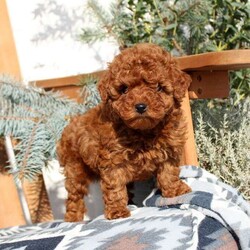 Anna/Toy Poodle									Puppy/Female	/7 Weeks