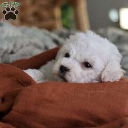 Tiny-Frosty/Bichon Frise									Puppy/Male	/6 Weeks,, a little winter wonder, is a Bichon Frise puppy with a heart as pure as the driven snow. His soft, white fur and playful spirit make him the perfect Christmas companion. Whether he’s frolicking in the snow or curled up by the fireplace, Frosty is sure to bring joy and warmth to your home.