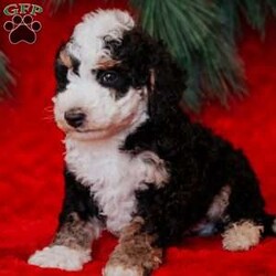 Rudolph/Mini Bernedoodle									Puppy/Male	/8 Weeks, is a happy, cuddly Mini Bernedoodle puppy with a heart of gold. With his fluffy black / white coat and sparkling eyes, she’s a bundle of joy waiting to fill your days with love and laughter.