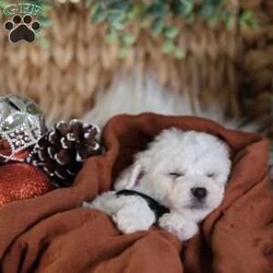 Tiny-Frosty/Bichon Frise									Puppy/Male	/6 Weeks,, a little winter wonder, is a Bichon Frise puppy with a heart as pure as the driven snow. His soft, white fur and playful spirit make him the perfect Christmas companion. Whether he’s frolicking in the snow or curled up by the fireplace, Frosty is sure to bring joy and warmth to your home.