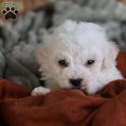 Tiny-Frosty/Bichon Frise									Puppy/Male	/6 Weeks,, a little winter wonder, is a Bichon Frise puppy with a heart as pure as the driven snow. His soft, white fur and playful spirit make him the perfect Christmas companion. Whether he’s frolicking in the snow or curled up by the fireplace, Frosty is sure to bring joy and warmth to your home.