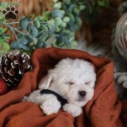 Tiny-Frosty/Bichon Frise									Puppy/Male	/6 Weeks,, a little winter wonder, is a Bichon Frise puppy with a heart as pure as the driven snow. His soft, white fur and playful spirit make him the perfect Christmas companion. Whether he’s frolicking in the snow or curled up by the fireplace, Frosty is sure to bring joy and warmth to your home.