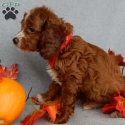 Scout/Cavapoo									Puppy/Male	/8 Weeks,Prepare to fall in love!!! My name is Scout and I’m the sweetest little F1b cavapoo looking for my furever home! One look into my warm, loving eyes and at my silky soft coat and I’ll be sure to have captured your heart already! I’m very happy, playful and very kid friendly and I would love to fill your home with all my puppy love!! I am full of personality, and ready for adventures! I stand out above the rest with my beautiful fluffy red coat with white markings!!… I will come to you vet checked, microchipped and up to date on all vaccinations and dewormings . I come with a 1-year guarantee with the option of extending it to a 3-year guarantee and shipping is available! My mother is Winnie, our sweet 14# cavapoo with a heart of gold and my father is Theo, a 6# AKC red mini poodle and he has been genetically tested ! Both of the parents are on the premises and available to meet! Why wait when you know I’m the one for you? Call or text Martha to make me the newest addition to your family and get ready to spend a lifetime of tail wagging fun with me! (7% sales tax on in home pickups) 