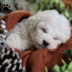 Tiny-Frosty/Bichon Frise									Puppy/Male	/6 Weeks,, a little winter wonder, is a Bichon Frise puppy with a heart as pure as the driven snow. His soft, white fur and playful spirit make him the perfect Christmas companion. Whether he’s frolicking in the snow or curled up by the fireplace, Frosty is sure to bring joy and warmth to your home.