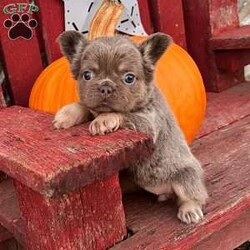 Wendy/French Bulldog									Puppy/Female	/13 Weeks,  Wendy is a precious little lilac tan visual fluffy AKC registered frenchy puppy! Carries pink and is no brindle no pied! Up to date with all shots and dewormings and comes with a health guarantee! Was born 8/23/24. Family raised and well socialized! Contact us today to get your new family member! Ask us about our delivery options! 