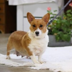 Ruby/Pembroke Welsh Corgi									Puppy/Female	/7 Weeks,Meet Ruby! She is the most darling AKC Pembroke Welsh Corgi puppy. This little bundle of vivacious energy will keep you on your toes with her outgoing personality and adorable puppy antics. With hair as soft as silk and a tendency to snuggle, she can also be the best nap buddy. If you are searching for a companion for many adventures, you have found the one. This baby will bring joy and excitement to any ordinary day!