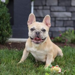 Angela/French Bulldog									Puppy/Female	/6 Weeks,Meet our AKC-registered French Bulldog, Angela! With her signature bat-like ears, compact muscular build, and a playful, endearing personality, this little pup is a perfect combination of elegance and fun. Renowned for their affectionate nature, French Bulldogs thrive on companionship and are happiest when snuggled up with their family. This pup is not just adorable but also comes with a health-conscious upbringing, being microchipped, up-to-date on vaccinations, and dewormed. With her gentle demeanor and adaptability, she will fit seamlessly into any lifestyle, whether it’s a bustling home or a quieter environment. Ready to join your family with AKC registration papers and a one year genetic health guarantee, this sweetheart promises a lifetime of unconditional love and cherished memories!