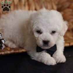 Tiny-Frosty/Bichon Frise									Puppy/Male	/6 Weeks,, a little winter wonder, is a Bichon Frise puppy with a heart as pure as the driven snow. His soft, white fur and playful spirit make him the perfect Christmas companion. Whether he’s frolicking in the snow or curled up by the fireplace, Frosty is sure to bring joy and warmth to your home.