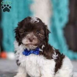 Noble/Havanese									Puppy/Male	/7 Weeks,Meet Noble, an adorable AKC Havanese puppy! This little charmer, with his silky coat and big expressive eyes, is the epitome of cuteness. Known for his cheerful and affectionate nature, he loves to be the center of attention and is always up for a cuddle or playtime. His small size and friendly demeanor make him the perfect companion for any family. Smart and eager to please, Noble is easy to train and will quickly become the heart of your home. Bursting with energy and love, spend a little time with him, and you’ll have found your new best friend!