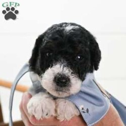 Mitch/Standard Poodle									Puppy/Male																/7 Weeks,Mitch is a very energetic  and playful little guy.He loves to play with his toys and is very adventurous but also likes to snuggle for nap time! Is up to date on vaccinations and wormer .Perfect for an early Christmas gift that will last for years!