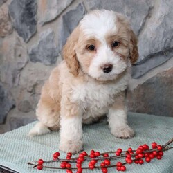 Regina/Mini Aussiedoodle Puppy/Female /9 Weeks Regina/Mini Aussiedoodle Puppy/Female /9 Weeks,Do you need a fluffy, smart, and hypoallergenic Mini Aussiedoodle? This adorable little cutie comes up to date on shots and dewormer and will be vet checked before going home. The mother Miley is a Mini Aussiedoodle and the sire Range is a Miniature Poodle. If you are looking to add a new puppy to your home this holiday season contact us today!