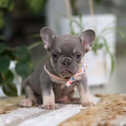 Stella/French Bulldog									Puppy/Female														/9 Weeks,Meet Stella, the irresistible French Bulldog puppy who’s sure to steal your heart! With her compact frame, expressive eyes, and adorably wrinkled face, Stella is the perfect mix of charm and playfulness. Her little tail wiggles nonstop, and her silly antics are guaranteed to keep you smiling. Whether she’s snuggling up for a cozy nap or showing off her fun-loving personality during playtime, Stella is always ready to be your loyal companion. Stella’s mom, Ginger, is a gentle and loving Frenchie who adores her babies and takes wonderful care of them. His dad, Rocky, is a friendly and active guy who enjoys long walks and spending quality time with his favorite people. Raised with love and care, he is well-socialized and ready to bring happiness into her new family’s life. Stella will arrive at her forever home fully up-to-date on vaccinations and dewormer, vet-checked from head to tail, microchipped, and with a one-year genetic health guarantee. Whether you’re looking for a lively partner for daily adventures or a cuddle buddy for relaxing evenings, she is a perfect fit! To schedule a visit with Stella or for more information, feel free to call or text Adam Miller. 