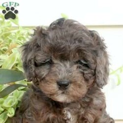 Heath/Cavapoo									Puppy/Male																/September 21st, 2024,Meet Heath, a cute and curly Cavapoo puppy that is sweet as can be. This family raised pooch is well-socialized and ready for his forever home. He is vet checked and up to date on shots & wormer plus the breeder provides a 30 day health guarantee for him. To learn more about this charming fella, call the breeder today!