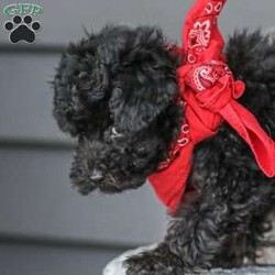 Alex/Toy Poodle									Puppy/Male																/13 Weeks,Meet the curliest, cutest bundle of love! This Miniature Poodle baby is eager to meet everyone, wiggling with joy over the thought of making a new friend. Our children love spending plenty of time with them, especially since these puppies are raised in our house where they can be near us all the time. Super friendly and fun, there will be no lack of excitement and laughter with one of them in your life! We are getting them vet checked, and up to date on shots and dewormer. Their father is a Toy Poodle, so these puppies are on the smaller side of Miniature. Call us soon to claim this cutie as yours!