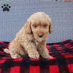 Coy/Mini Goldendoodle									Puppy/Male																/10 Weeks,Here comes the puppy of your dreams! Soft, fluffy, and kissable! This little cutie comes up to date on shots and dewormer and vet checked. The breeder made sure that the puppies are all well socialized with children and family raised. If you are interested in learning more about our puppies contact us today!