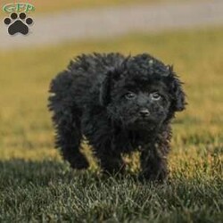 Alex/Toy Poodle									Puppy/Male																/13 Weeks,Meet the curliest, cutest bundle of love! This Miniature Poodle baby is eager to meet everyone, wiggling with joy over the thought of making a new friend. Our children love spending plenty of time with them, especially since these puppies are raised in our house where they can be near us all the time. Super friendly and fun, there will be no lack of excitement and laughter with one of them in your life! We are getting them vet checked, and up to date on shots and dewormer. Their father is a Toy Poodle, so these puppies are on the smaller side of Miniature. Call us soon to claim this cutie as yours!