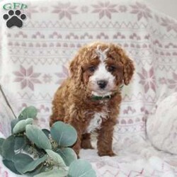 Bailey/Mini Aussiedoodle Puppy/Female /October 5th, 2024 Bailey/Mini Aussiedoodle Puppy/Female /October 5th, 2024,Do you need a gentle, smart, and playful Mini Aussiedoodle? This adorable little cutie comes up to date on shots and dewormer and will be vet checked before going home. The mother Penny is our family pet and the sire is a Miniature Poodle. If you are looking to add a new puppy to your home this holiday season contact us today!