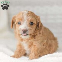 Barry/Maltipoo									Puppy/Male																/6 Weeks,Meet our adorable Maltipoo puppies! These puppies get their momma’s spunk and energy! We raise these puppies right along with our children! They share the house with us and are used to using puppy pads consistently.