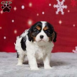 Austen/Cavalier King Charles Spaniel									Puppy/Male																/7 Weeks,Meet Austen, an adorable AKC registered Cavalier King Charles Spaniel ready to bring love and joy to your family. Raised in a warm, caring home, Austen has a sweet and gentle nature that’s perfect for kids and adults alike. He’s vet-checked, microchipped, and current on vaccines and dewormer, so he’s happy and healthy. Austen’s playful energy and cuddly personality make him the perfect companion for cozy nights or outdoor adventures. If you’re looking for a loyal friend who will melt your heart, Austen is waiting to meet you. Don’t miss the chance to welcome him into your home!