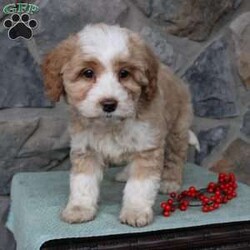 Regina/Mini Aussiedoodle Puppy/Female /9 Weeks Regina/Mini Aussiedoodle Puppy/Female /9 Weeks,Do you need a fluffy, smart, and hypoallergenic Mini Aussiedoodle? This adorable little cutie comes up to date on shots and dewormer and will be vet checked before going home. The mother Miley is a Mini Aussiedoodle and the sire Range is a Miniature Poodle. If you are looking to add a new puppy to your home this holiday season contact us today!