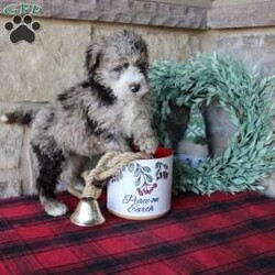 Kris/Mini Labradoodle									Puppy/Male																/8 Weeks,Here comes a multigenerational Mini Labradoodle puppy who is friendly, hypoallergenic, and has a luxuriously soft coat of curls! This little cutiepie comes up to date on shots and dewormer and is vet checked! The breeder specializes in the most hypoallergenic variety of Labradoodle puppies! The mother Kathy is a 3rd generation Mini Labradoodle and the sire Trooper is a Mini Poodle. If you are searching for the perfect puppy contact Nancy today! 