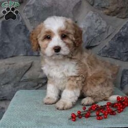 Regina/Mini Aussiedoodle Puppy/Female /9 Weeks Regina/Mini Aussiedoodle Puppy/Female /9 Weeks,Do you need a fluffy, smart, and hypoallergenic Mini Aussiedoodle? This adorable little cutie comes up to date on shots and dewormer and will be vet checked before going home. The mother Miley is a Mini Aussiedoodle and the sire Range is a Miniature Poodle. If you are looking to add a new puppy to your home this holiday season contact us today!