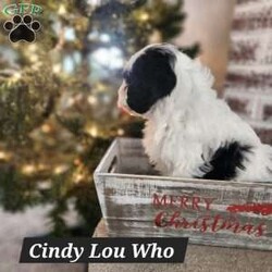 Cindy Lou Who/Mini Bernedoodle									Puppy/Female														/7 Weeks,Hi I’m Cindy Lou Who, a multi generation,  tri color mini bernadoodle, full of life and kisses just for you!