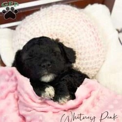 Whitney Peak/Mini Goldendoodle									Puppy/Female														/October 17th, 2024,Are you looking for the perfect Christmas present for you and your family? Meet Whitney Peak, an adorable mini golden doodle puppy! She is a very sweet little girl! She loves giving kisses & spending time with her humans! She spends most of her time in her family’s living room playing with her siblings and taking naps snuggled up with them! She has 2 sisters and 2 brothers! We would love for you to come and sit down in the living room and meet Whitney and her siblings and spend some time playing with them! She will be dewormed, have had her first vaccine, and vet checked by the time of pickup! We are asking $1250 and take a $300 deposit to reserve her! 