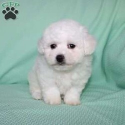 Snowball/Bichon Frise									Puppy/Female														/8 Weeks,Meet Snowball the fluffy white puppy who has a snow white coat that is soft and curly! This adorable little puppy comes up to date on shots and dewormer and is vet checked. Snowball is well socialized with children and family raised. If you are searching for a hypoallergenic little pup who is friendly and sweet contact Mary today! 