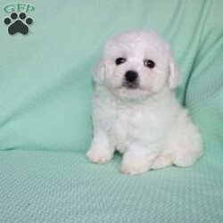 Snowball/Bichon Frise									Puppy/Female														/8 Weeks,Meet Snowball the fluffy white puppy who has a snow white coat that is soft and curly! This adorable little puppy comes up to date on shots and dewormer and is vet checked. Snowball is well socialized with children and family raised. If you are searching for a hypoallergenic little pup who is friendly and sweet contact Mary today! 