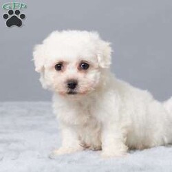 Krissy/Bichon Frise									Puppy/Female														/9 Weeks,Are you looking for a soft, cuddly friend for yourself or a loved one? Meet little Krissy! She will bring you lots of love and cheer with her puppy kisses and sweet personality! Krissy is active, socialized, and loves both adults and children. She was born on October 1st to Bichon Frise parents, Mindy and Rambo. Mom weighs 14 lbs, and Dad weighs 10 lbs, so we expect Krissy to be between 10 and 14 lbs full-grown. She is up to date on vaccines and dewormers and will be ready for her forever home on November 26 or anytime after. She comes with a 30-day health guarantee, plus food, a blanky, a toy, a treat, and her paperwork from the vet!