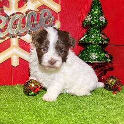 Dawn/Havanese									Puppy/Female														/7 Weeks, Dawn is a gorgeous little chocolate and white Akc registered havanese puppy! Up to date with all shots and dewormings and comes with a health guarantee! Was born 10/31/24. Family raised and well socialized. Ask us about our delivery options! Contact us today to reserve your new family member!