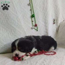 BIITZEN/Cavalier King Charles Spaniel									Puppy/Male																/6 Weeks,LOOK At ME! ARE YOU LOOKING For the PERFECT Christmas gift? A healthy happy friendly fluffy puppy.Retired farmers who spend lots of time with our fluffy friends.come meet me or I can be transported to your front door for a small additional fee. Text or call for more info.