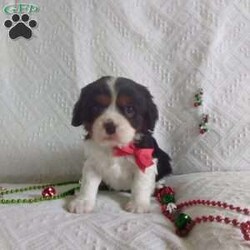 BIITZEN/Cavalier King Charles Spaniel									Puppy/Male																/6 Weeks,LOOK At ME! ARE YOU LOOKING For the PERFECT Christmas gift? A healthy happy friendly fluffy puppy.Retired farmers who spend lots of time with our fluffy friends.come meet me or I can be transported to your front door for a small additional fee. Text or call for more info.