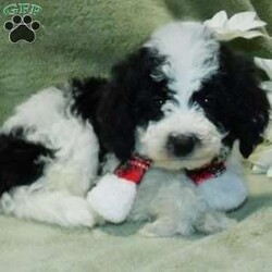 Oreo F1B/Mini Goldendoodle									Puppy/Male																/October 8th, 2024,Hello! Furever Friend!! I am Oreo a beautiful Black n white mini Goldendoodle puppy looking for a new furever home. I come to you with a sweet, loving puppyality and lots of puppy kisses!! I am Hypo Allergenic and none shedding!! I’ll come vet checked, dewormed, and up to date on all vaccines! I will grow to be approx. 20# at full grown age. I am well socialized and love being around kids! My Mom is Jenny a sweet and gentle Goldendoodle and Dad is Nimbo a Mini Poodle. Call or text Fran at to find out more about how you can adopt me into my new furever home. Shipping is available anywhere in the US. A one year health guarantee is included as well.