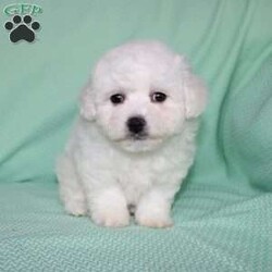 Snowball/Bichon Frise									Puppy/Female														/8 Weeks,Meet Snowball the fluffy white puppy who has a snow white coat that is soft and curly! This adorable little puppy comes up to date on shots and dewormer and is vet checked. Snowball is well socialized with children and family raised. If you are searching for a hypoallergenic little pup who is friendly and sweet contact Mary today! 