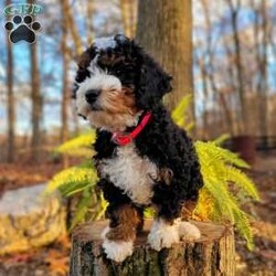 Holly/Mini Bernedoodle									Puppy/Female														/September 16th, 2024,Meet our sweet Holly! Have you ever seen a more perfect tri color bernedoodle? Holly has a loving,calm personality and is amazing with children. Imagine this cutie under your tree Christmas morning! Holly is expected to mature at 30 to 40lb. 