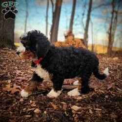 Holly/Mini Bernedoodle									Puppy/Female														/September 16th, 2024,Meet our sweet Holly! Have you ever seen a more perfect tri color bernedoodle? Holly has a loving,calm personality and is amazing with children. Imagine this cutie under your tree Christmas morning! Holly is expected to mature at 30 to 40lb. 