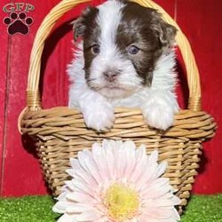 Dawn/Havanese									Puppy/Female														/7 Weeks, Dawn is a gorgeous little chocolate and white Akc registered havanese puppy! Up to date with all shots and dewormings and comes with a health guarantee! Was born 10/31/24. Family raised and well socialized. Ask us about our delivery options! Contact us today to reserve your new family member!