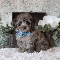 Bennett/Miniature Poodle									Puppy/Male																/7 Weeks,Look at this cute & sweet Miniature Poodle puppy, Bennett! He is well-socialized and raised in a family who adores him. Bennett will come home vet checked and up to date on shots & wormer, plus the breeder provides a 1-year genetic health guarantee. This playful boy is great with children and can be registered with the ACA. To learn more about Bennett and all of his amazing qualities, please call The Martin Family today!