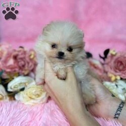 Tiny Princess/Pomeranian									Puppy/Female														/6 Weeks,Princess is a cream Pomeranian who is expected to be around 3 pounds full grown. Momma is Honey and Dad is Deacon! She is available to a PET HOME ONLY!