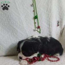 BIITZEN/Cavalier King Charles Spaniel									Puppy/Male																/6 Weeks,LOOK At ME! ARE YOU LOOKING For the PERFECT Christmas gift? A healthy happy friendly fluffy puppy.Retired farmers who spend lots of time with our fluffy friends.come meet me or I can be transported to your front door for a small additional fee. Text or call for more info.