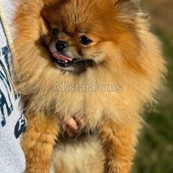 Tiny Princess/Pomeranian									Puppy/Female														/6 Weeks,Princess is a cream Pomeranian who is expected to be around 3 pounds full grown. Momma is Honey and Dad is Deacon! She is available to a PET HOME ONLY!